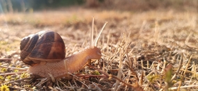 枯草地爬行的蜗牛图片
